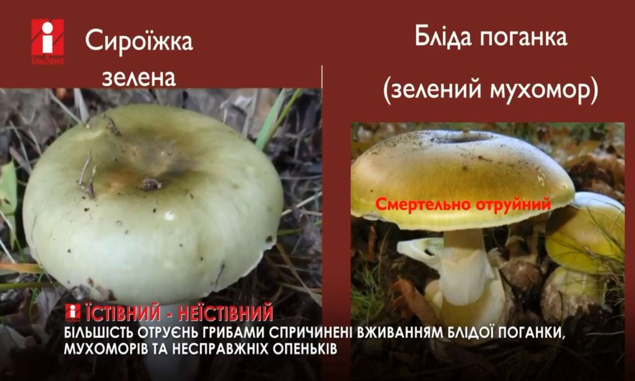 На Черкащині зафіксована друга смерть від отруєння грибами з початку року (ВІДЕО)